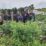Delapan Batang Ganja Ditemukan di Ladang Warga Merek Serta Amankan Satu Tersangka