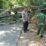Respon Cepat Polsek Simpang Empat Tangani Pohon Tumbang,